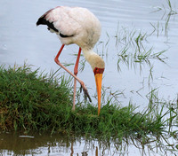 Yellow-billed stork - Grumeti
