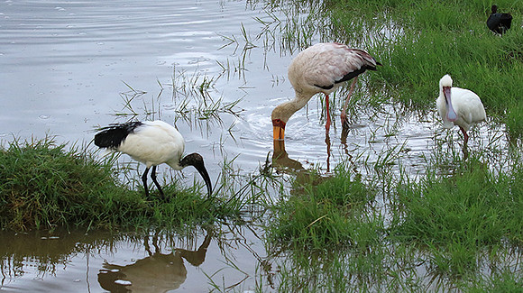 Sacred ibis - Ngorongoro