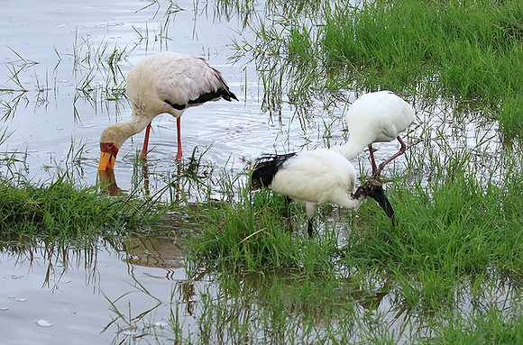 Sacred ibis - Ngorongoro