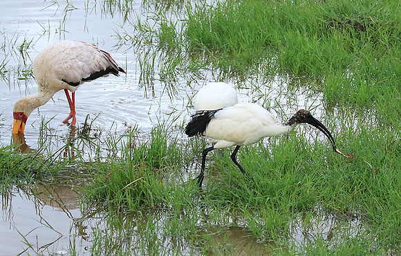 Sacred ibis - Ngorongoro