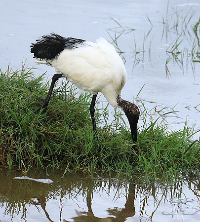 Sacred ibis - Ngorongoro