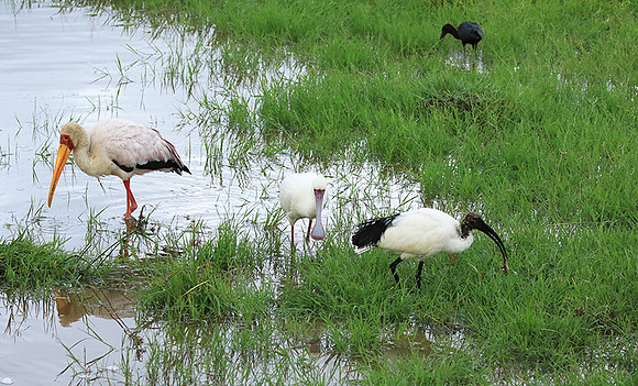 Sacred ibis - Ngorongoro