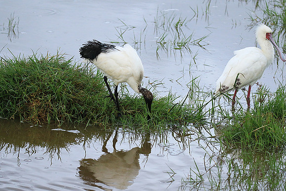 Sacred ibis - Ngorongoro