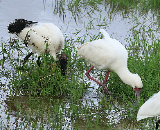 Sacred ibis - Ngorongoro