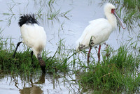 African spoonbill  - Ngorongoro