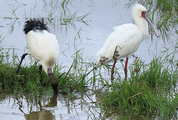 African spoonbill  - Ngorongoro