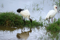 African spoonbill  - Ngorongoro