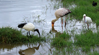 African spoonbill  - Ngorongoro