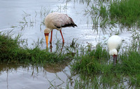 African spoonbill  - Ngorongoro