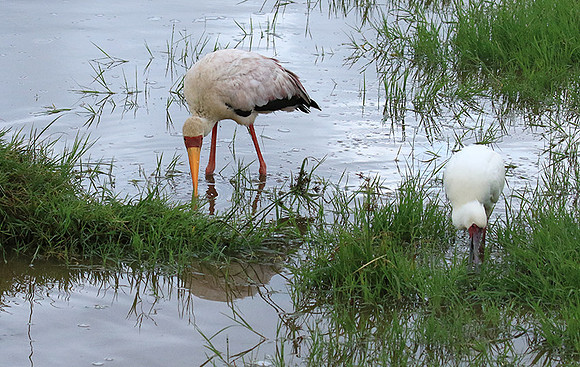 African spoonbill  - Ngorongoro