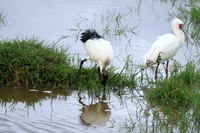African spoonbill  - Ngorongoro