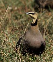 Yellow throated sandgrouse - Grumeti