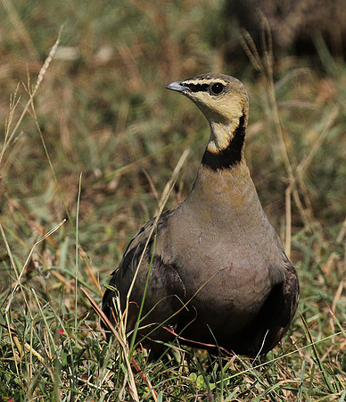 Yellow throated sandgrouse - Grumeti