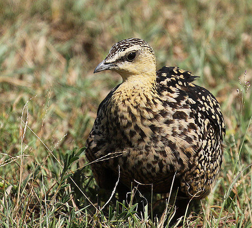 Yellow throated sandgrouse - Grumeti