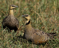 Yellow throated sandgrouse - Grumeti