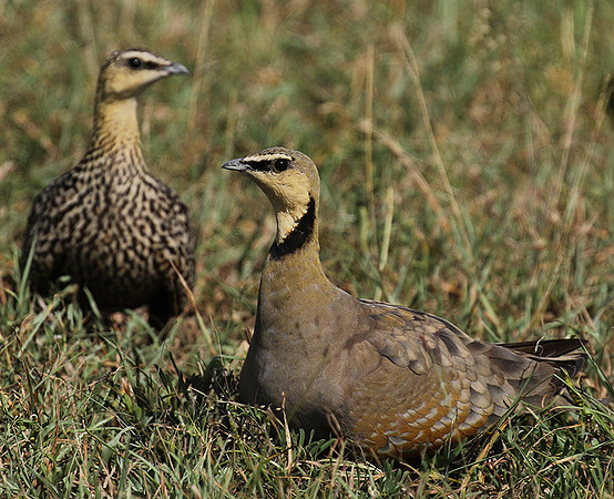 Yellow throated sandgrouse - Grumeti