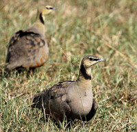 Yellow throated sandgrouse - Grumeti