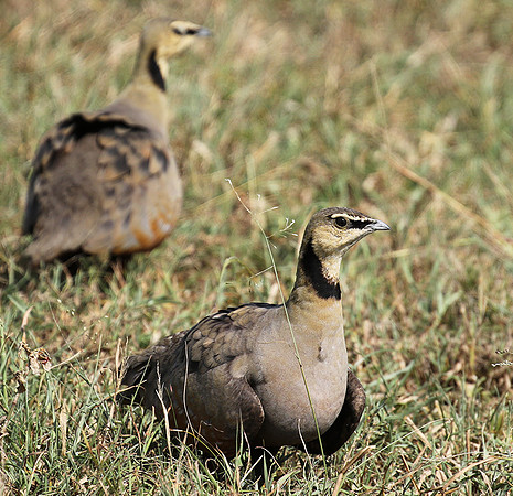 Yellow throated sandgrouse - Grumeti