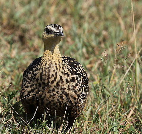 Yellow throated sandgrouse - Grumeti