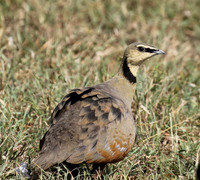 Yellow throated sandgrouse - Grumeti