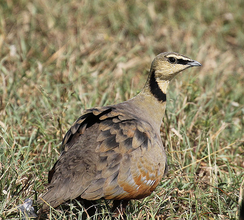 Yellow throated sandgrouse - Grumeti