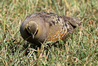 Yellow throated sandgrouse - Grumeti