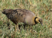 Yellow throated sandgrouse - Grumeti