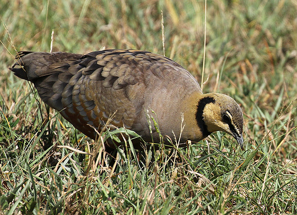 Yellow throated sandgrouse - Grumeti