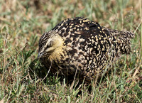 Yellow throated sandgrouse - Grumeti