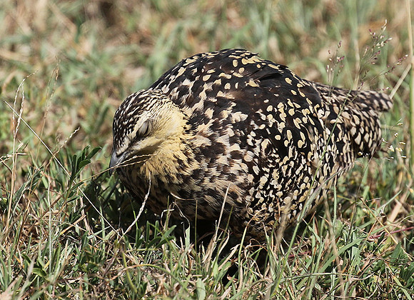 Yellow throated sandgrouse - Grumeti