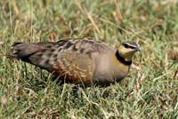 Yellow throated sandgrouse - Grumeti