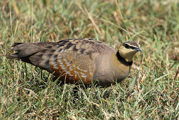 Yellow throated sandgrouse - Grumeti