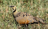 Yellow throated sandgrouse - Grumeti