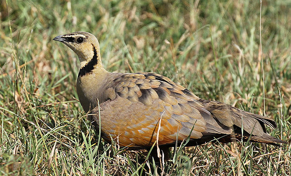 Yellow throated sandgrouse - Grumeti