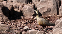 Yellow throated sandgrouse - Grumeti