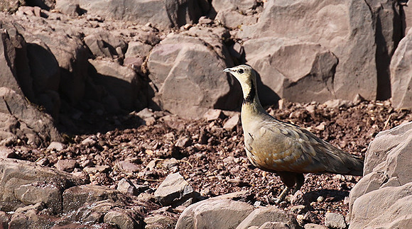 Yellow throated sandgrouse - Grumeti