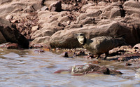Yellow throated sandgrouse - Grumeti