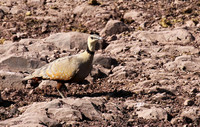 Yellow throated sandgrouse - Grumeti