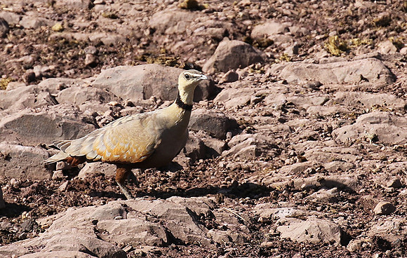 Yellow throated sandgrouse - Grumeti
