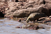 Yellow throated sandgrouse - Grumeti