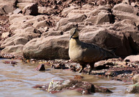 Yellow throated sandgrouse - Grumeti