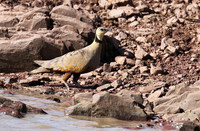Yellow throated sandgrouse - Grumeti