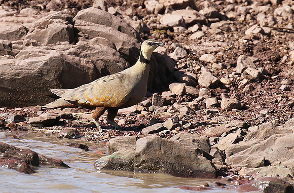 Yellow throated sandgrouse - Grumeti