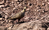 Yellow throated sandgrouse - Grumeti