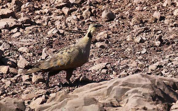 Yellow throated sandgrouse - Grumeti