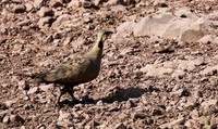Yellow throated sandgrouse - Grumeti
