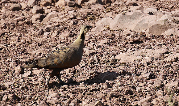 Yellow throated sandgrouse - Grumeti