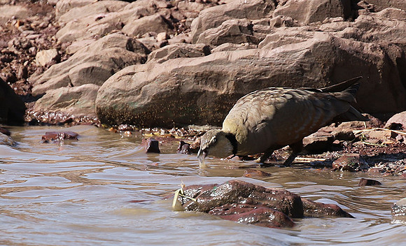 Yellow throated sandgrouse - Grumeti