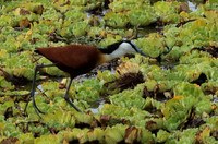 African jacana - Selous