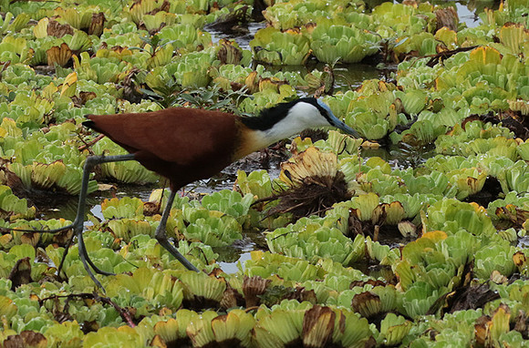 African jacana - Selous